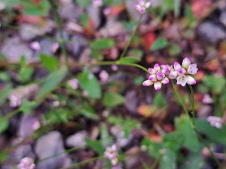 星の花2 星の花2の写真
