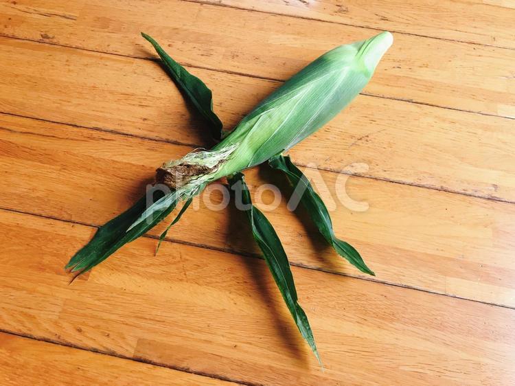 とうもろこし とうもろこし,トウモロコシ,玉蜀黍の写真素材