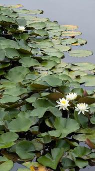 池の中の白いの蓮の花 池の中の白いの蓮の花の写真