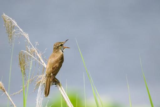 オオヨシキリ(66) オオヨシキリ(66) 鳥,オオヨシキリ,鳥類の写真素材