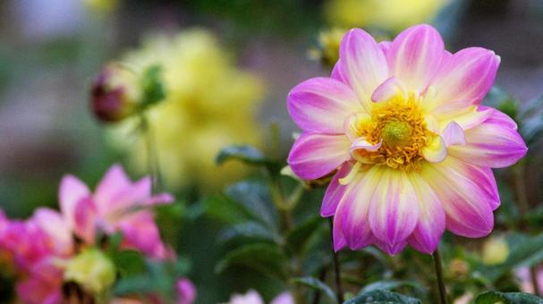 秋のダリア園-878 ダリア,ピンク,ショッキングピンクの写真素材