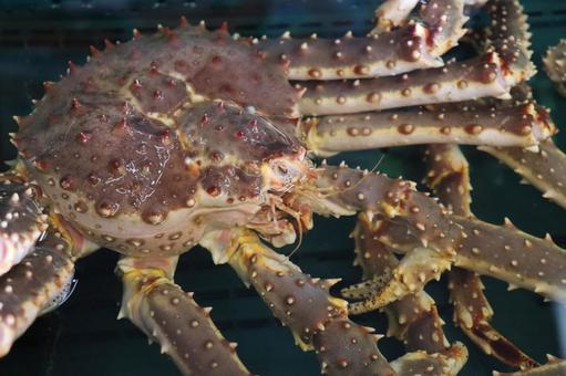 タラバガニ 活き,市場,魚市場の写真素材