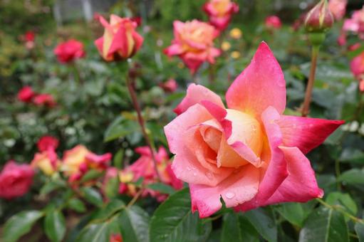 水滴のついたピンクの薔薇 水滴のついたピンクの薔薇の写真