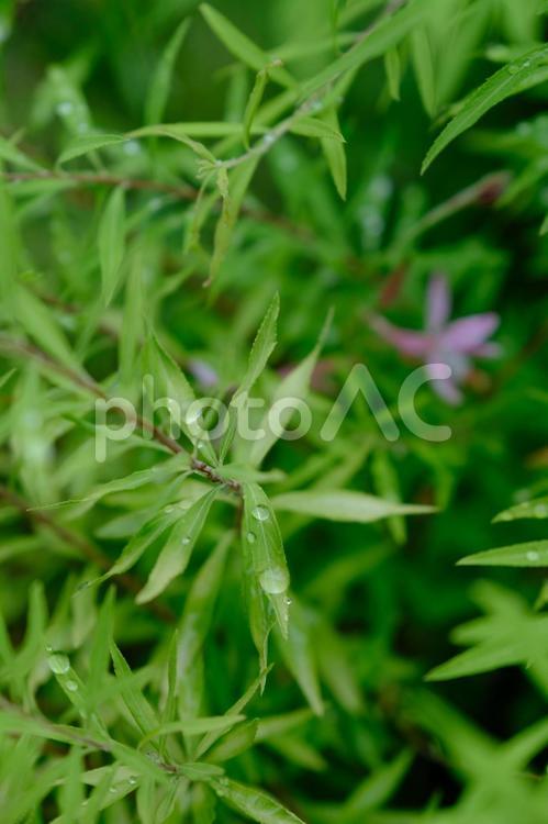 ［草花のある街角］雨上がり 葉,緑,水滴の写真素材