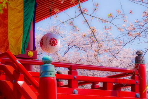 孝道山の桜(神奈川県横浜市) 孝道山の桜(神奈川県横浜市)の写真