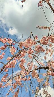しだれ桜と雲 しだれ桜と雲の写真