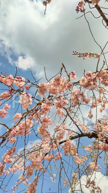 しだれ桜と雲 桜,さくら,しだれ桜の写真素材