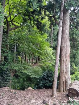 森林 森林の写真
