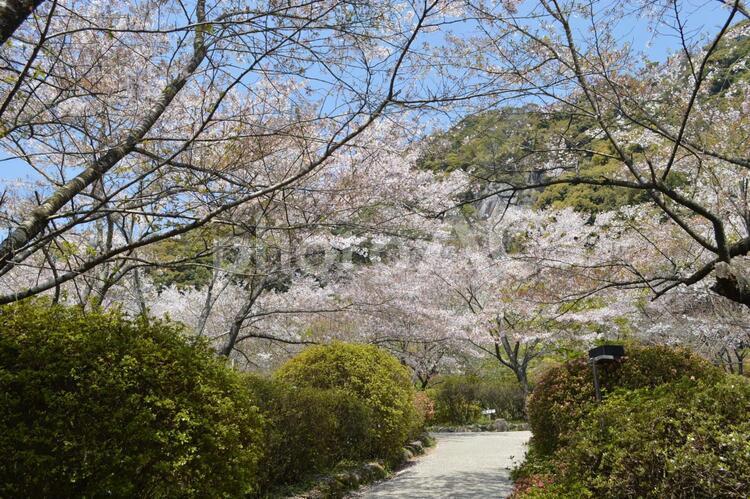 御船山薬園　桜道 御船山公園,桜,春の写真素材
