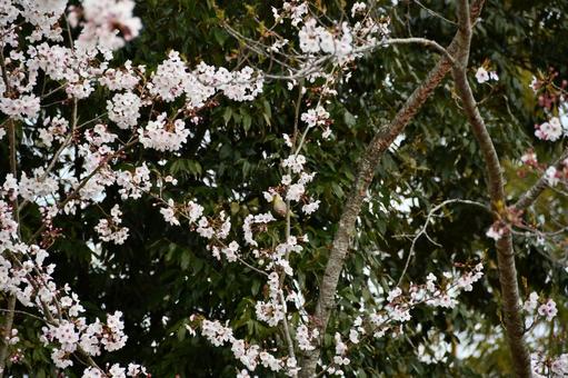 メジロが花の蜜を吸っている桜 桜,サクラ,花の写真素材