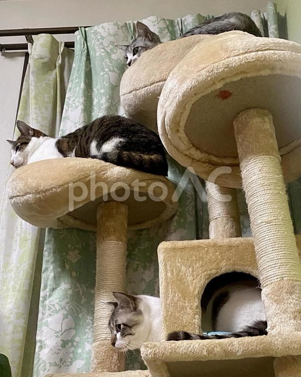 キャットタワーに乗る３匹の猫さん 猫,サバ白,キジ白の写真素材