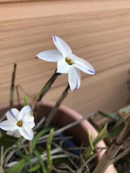 花 花の写真