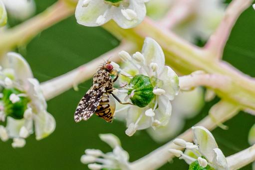 シモフリシマバエ シモフリシマバエの写真