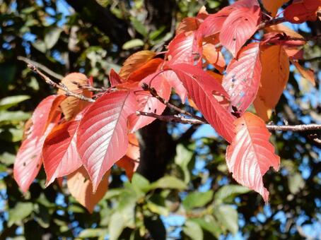 【風景写真】晩秋の風景 紅葉,葉っぱ,晩秋の写真素材