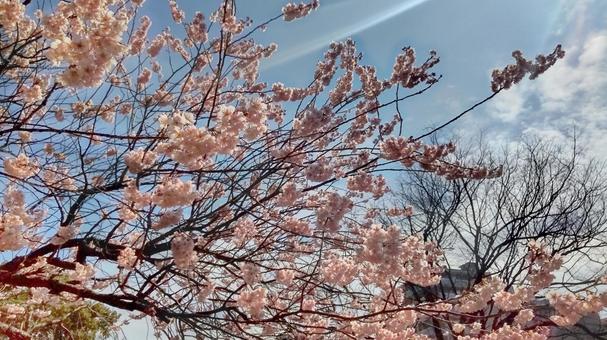 散歩中の公園で見かけた桜 散歩中の公園で見かけた桜 桜,サクラ,さくらの写真素材