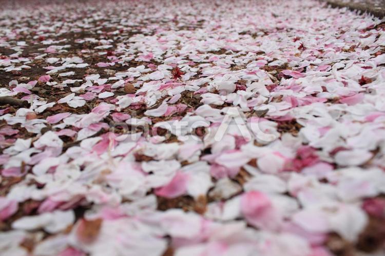 散った桜の絨毯 花,桜,花びらの写真素材