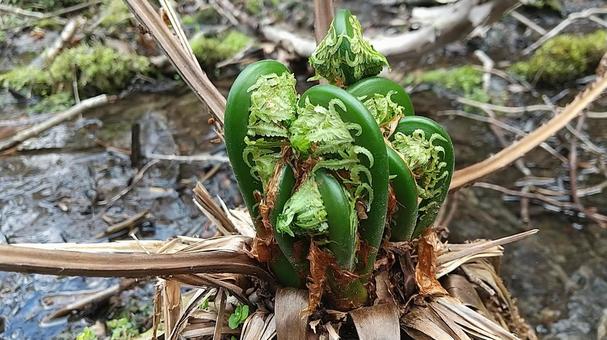 こごみ こごみ 山菜,山菜採り,こごみの写真素材