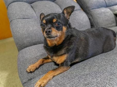 ソファで寝る小型犬・チワワ・ミニピン ソファで寝る小型犬・チワワ・ミニピン 犬,わんこ,ペットの写真素材