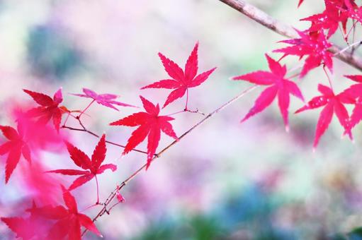 真っ赤でかわいい紅葉の葉 紅葉,秋,もみじの写真素材