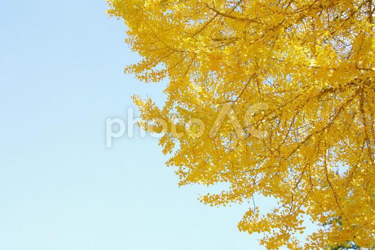 いちょうと青空 イチョウ,紅葉,イチョウの木の写真素材
