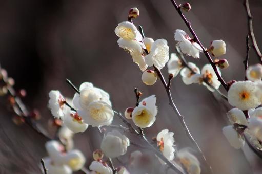 梅の花 梅の花の写真