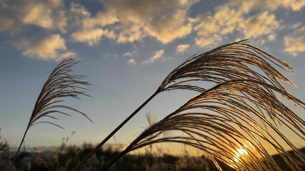 すすき６ ススキ,すすき,秋の写真素材