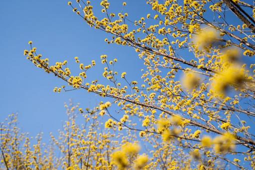 満開のサンシュユの花 満開のサンシュユの花の写真