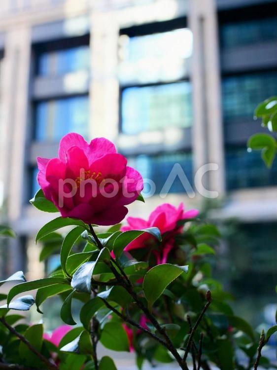椿のある都会の風景 椿,つばき,ツバキの写真素材