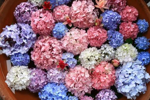紫陽花 アジサイ 夏の花 紫陽花 アジサイ 夏の花 紫陽花,アジサイ,夏の花の写真素材
