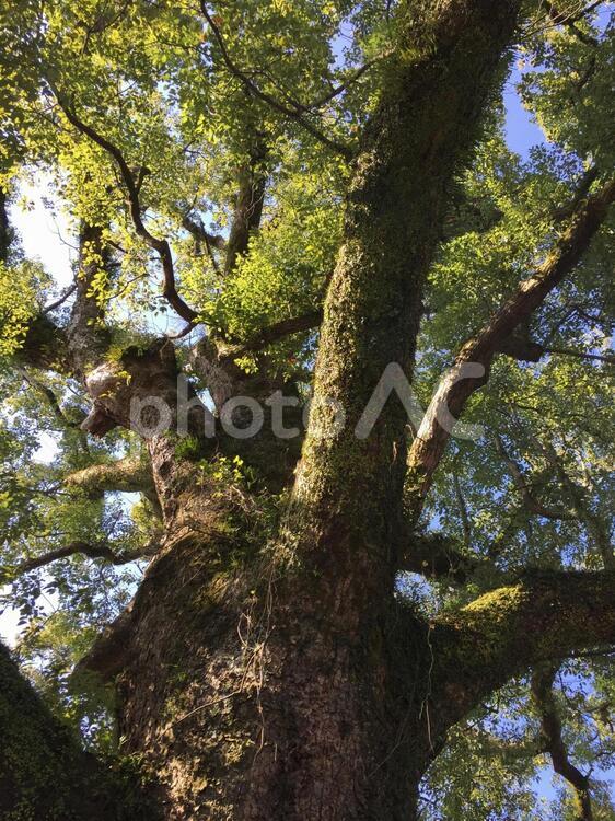 御神木 木,木材,自然の写真素材
