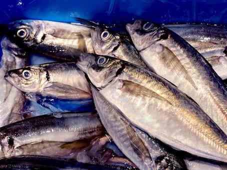 アジ アジ アジ,マアジ,魚の写真素材