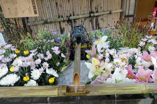 花手水 花手水,花,手水鉢の写真素材