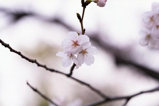 桜#3 桜#3の写真