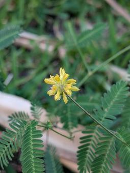 花 野草 花 野草の写真