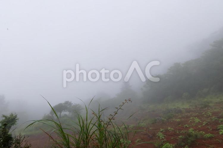 霧雨けむる山道　雨の登山道 山,雨,霧の写真素材