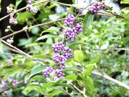 きれいな花の写真