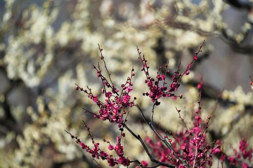 可憐に咲く梅の花 ウメ,梅,冬の写真素材
