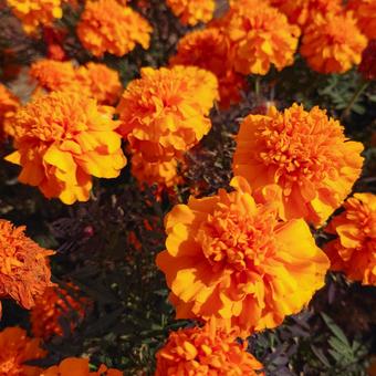 マリーゴールド マリーゴールド,オレンジ色の花,マリーゴールドの丘の写真素材