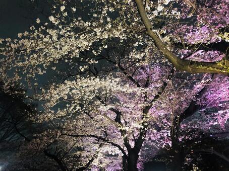 夜桜4 夜桜4の写真