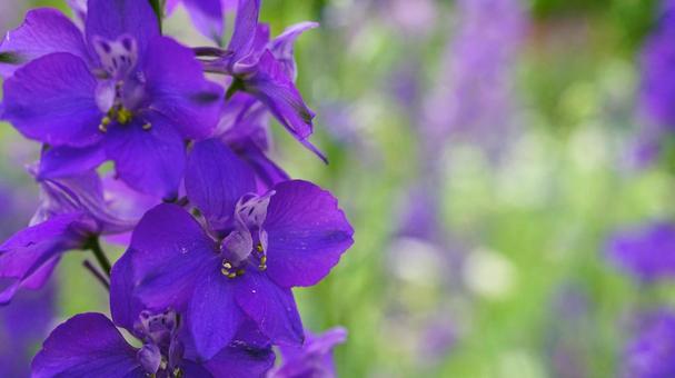 Beautiful delphinium flowers close-up, JPG