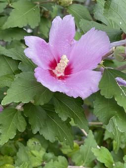 神田川9月:雨上がりのムクゲの花 神田川9月:雨上がりのムクゲの花 花,ムクゲ,雨上がりの写真素材