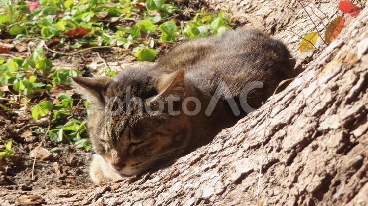 日光浴が冬の日課のもふもふで可愛い猫様 猫,キジトラ,日向ぼっこの写真素材