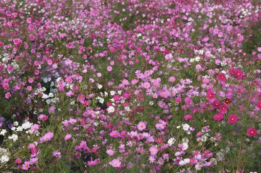 ピンク色のコスモスの花 コスモス畑,青空,ピンクの写真素材