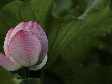 蓮 [無加工]版 縦横4:3 ピンク,無修正,無加工の写真素材