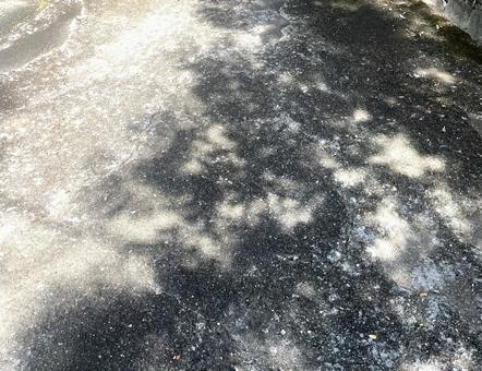 木漏れ日 木漏れ日の写真