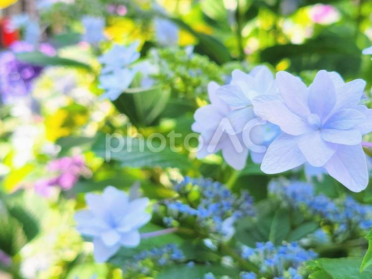 6月の花あじさい あじさい,紫陽花,6月の写真素材