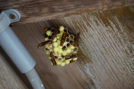 小さいハチの巣とスズメバチ1 小さいハチの巣とスズメバチ1 キイロスズメバチ,蜂,ハチの写真素材