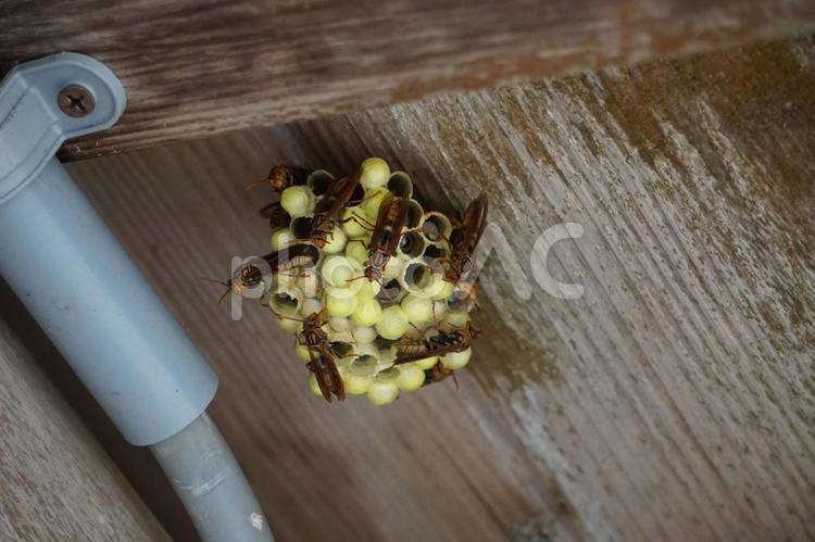 小さいハチの巣とスズメバチ1 キイロスズメバチ,蜂,ハチの写真素材