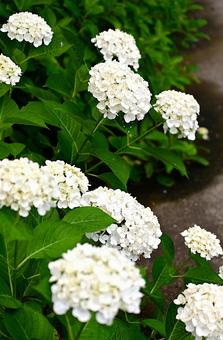 White hydrangeas blooming under the rainy season sky, JPG