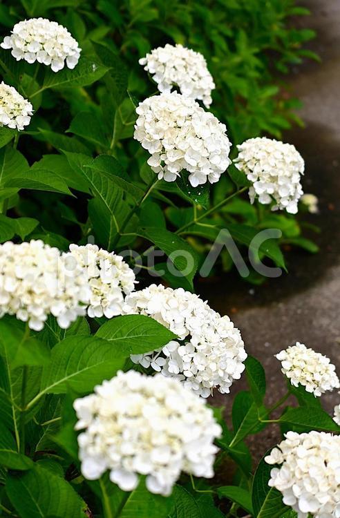 梅雨空に咲く白いあじさい 紫陽花,あじさい,花の写真素材